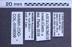 Etiketten zu Aeolosomus rossii (NHMW-ZOO-COL-0008006)